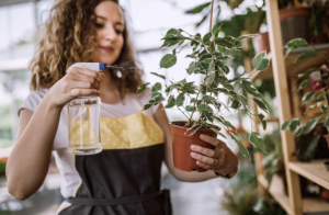 Plants to Refresh the Mind