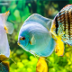 aquarium in london