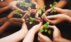 Diatomaceous Earth products in farms and gardens