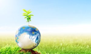 How does Diatomaceous Earth work