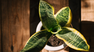 Snake Plant Laurentii
