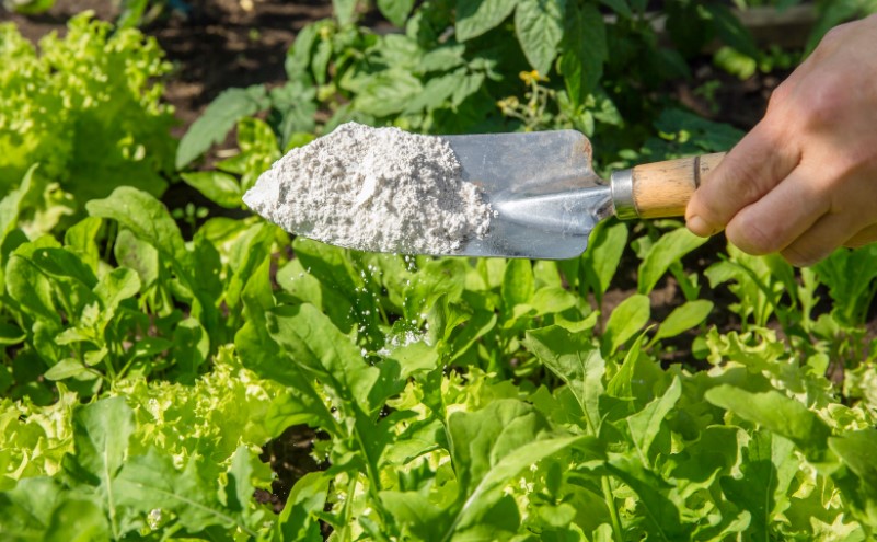 features of Diatomaceous Earth