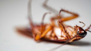 How to Exterminate Cockroaches at Home