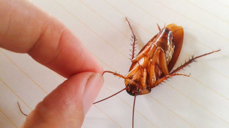 How to Get Rid Of Cockroaches in My London Home