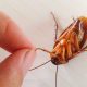 How to Get Rid Of Cockroaches in My London Home