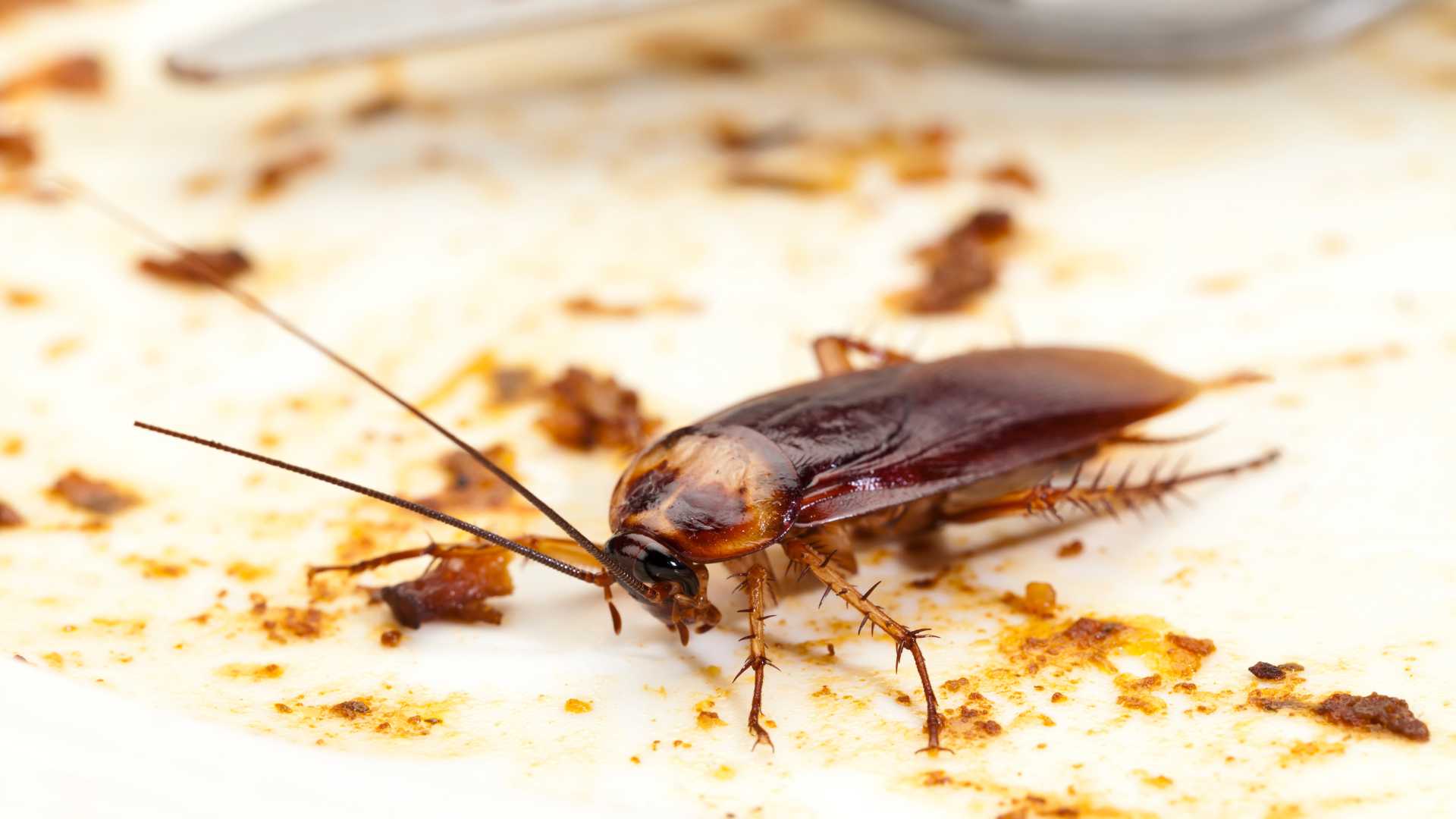 How to Get Rid Of Cockroaches in My London Home London Local News