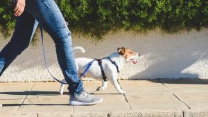 Dog Walking