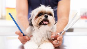 Pet Grooming Services