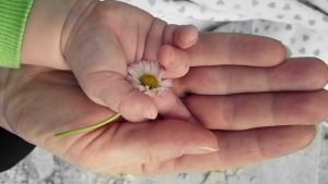 What Flowers are not Suitable for Discharge from the Hospital