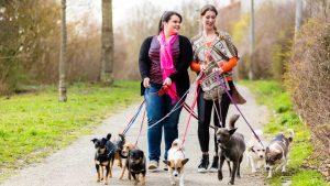 Pet Sitter