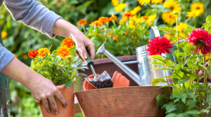 Benefits of Gardening