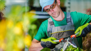 Best Practices for Maintaining Healthy Gardens