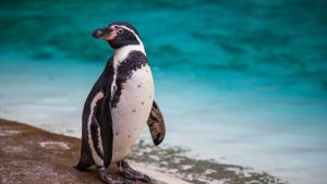 London Zoo