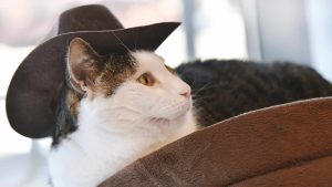 The Cat in the Hat