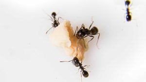 Confuse the Ants