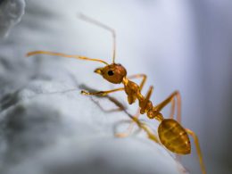 Get Rid of Ants in Your Home