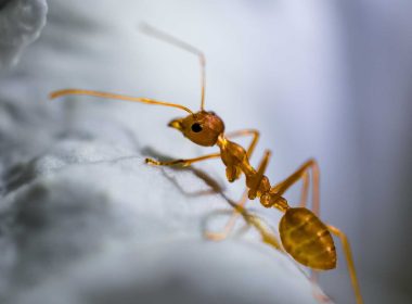 Get Rid of Ants in Your Home