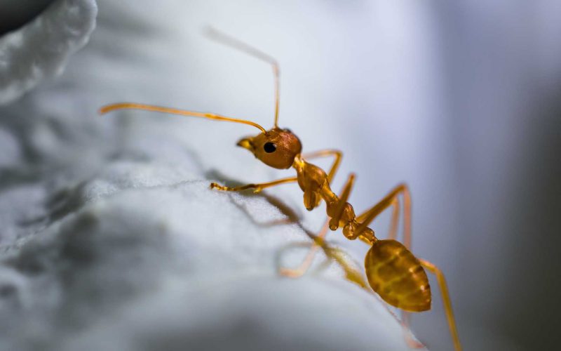 Get Rid of Ants in Your Home