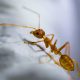 Get Rid of Ants in Your Home