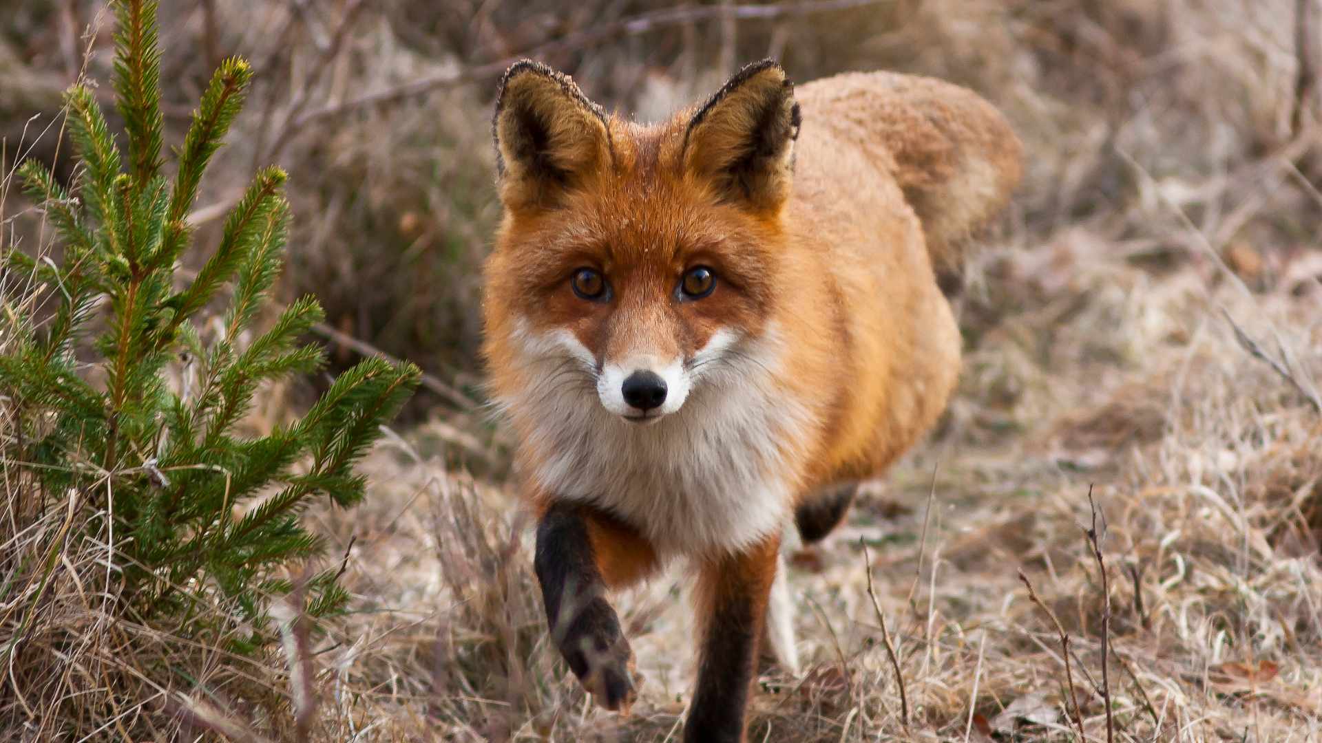 How to Keep Foxes Out of Your Garden? London Local News