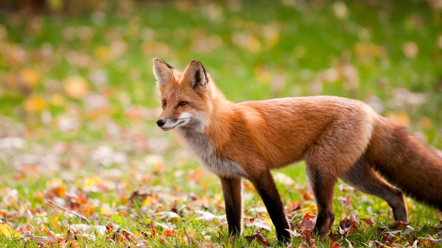 How to Keep Foxes Out of Your Garden? London Local News