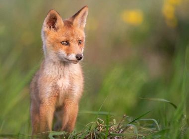 how to keep foxes out of your garden