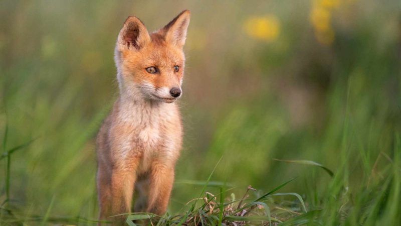 how to keep foxes out of your garden