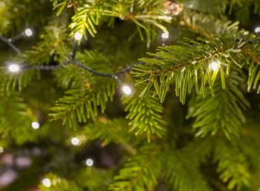 How to Buy a Real Christmas Tree in London