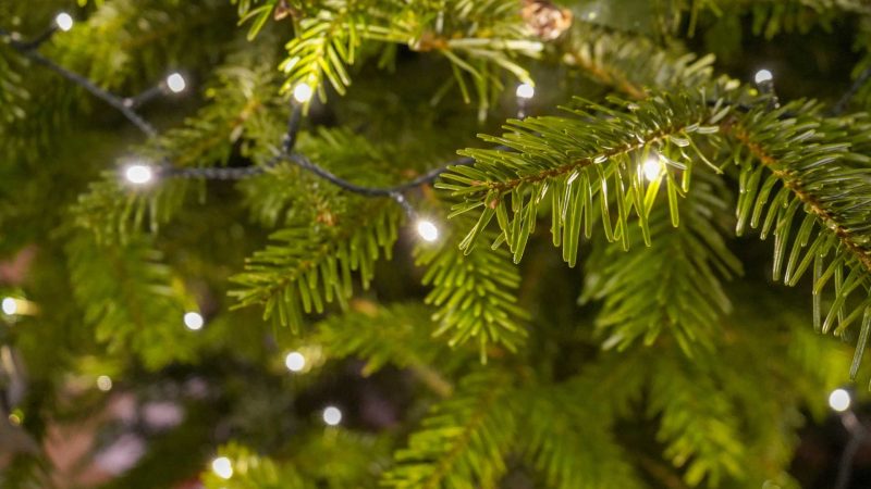 How to Buy a Real Christmas Tree in London