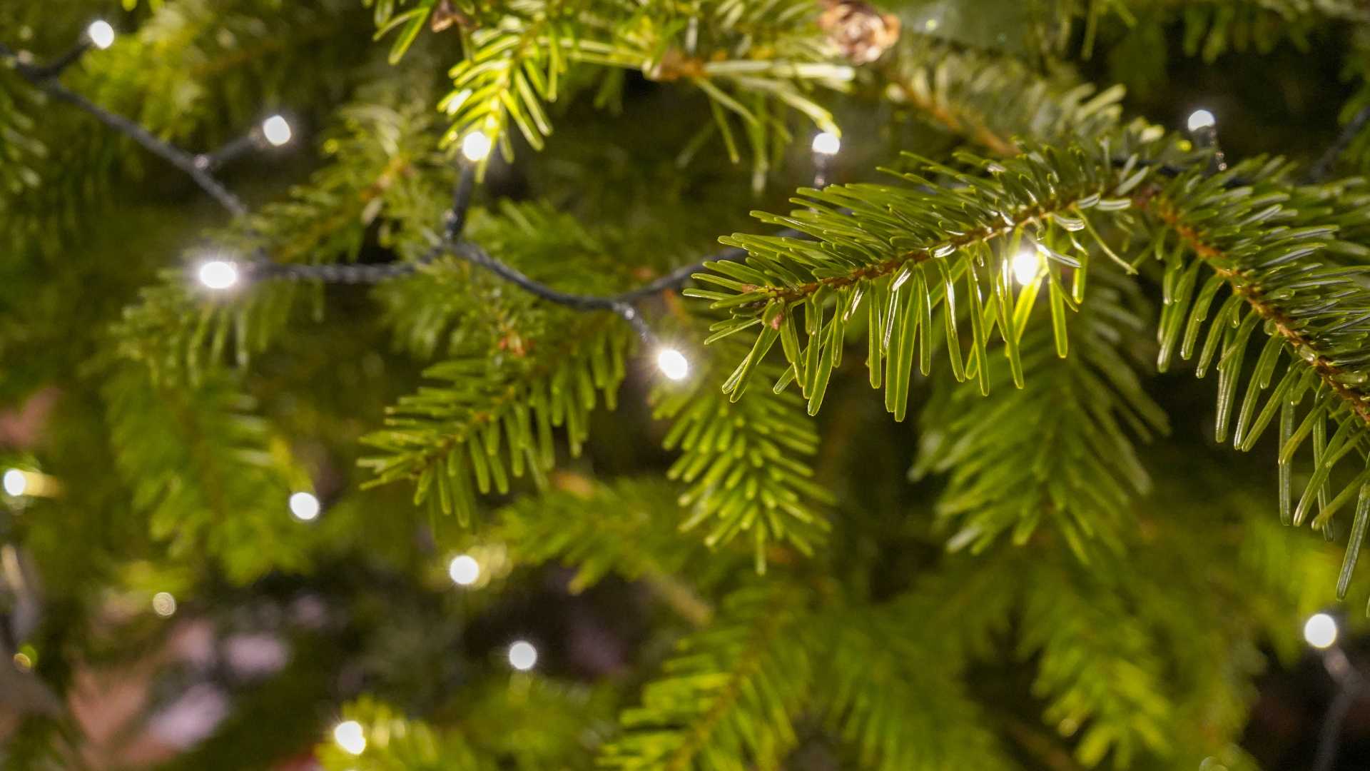 How to Buy a Real Christmas Tree in London London Local News