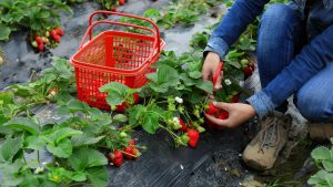Tips for Picking the Sweetest Strawberries