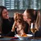 dog friendly restaurants in london