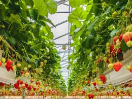 strawberry season
