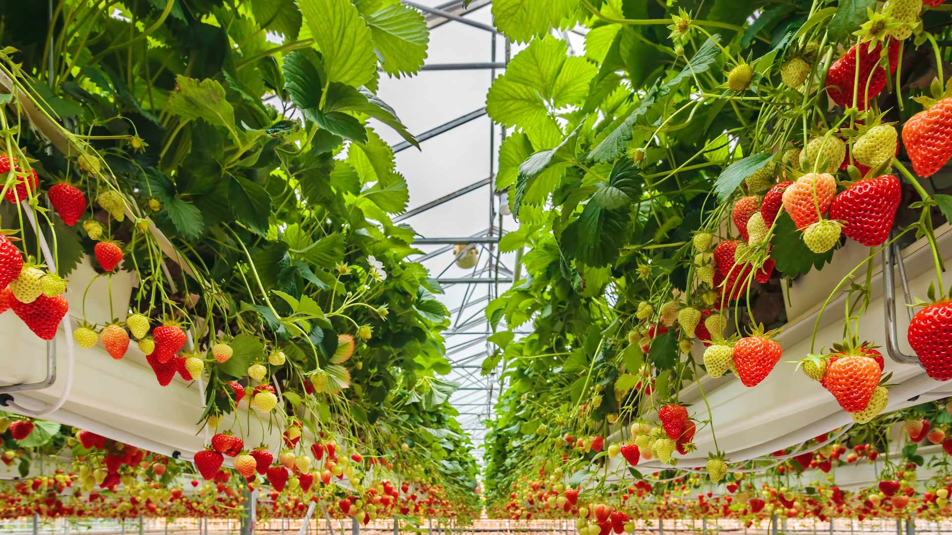 Strawberry Season In UK A Guide To Enjoying Fresh Berries London strawberry-season-in-uk-a-guide-to-enjoying-fresh-berries-london