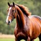 betting strategies for horse racing