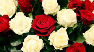 How Do White Roses Differ from Red Roses in Relationships?