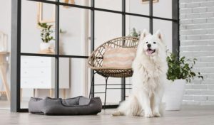 What Are the Best Pet-Friendly Luxury Villas in Greece?