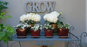 Multipurpose Plant Stands