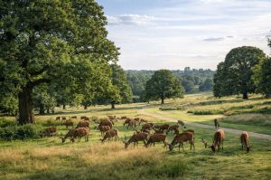 Richmond Park