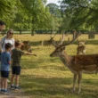 richmond park deer warning